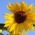 bumblebee in a Sunflower