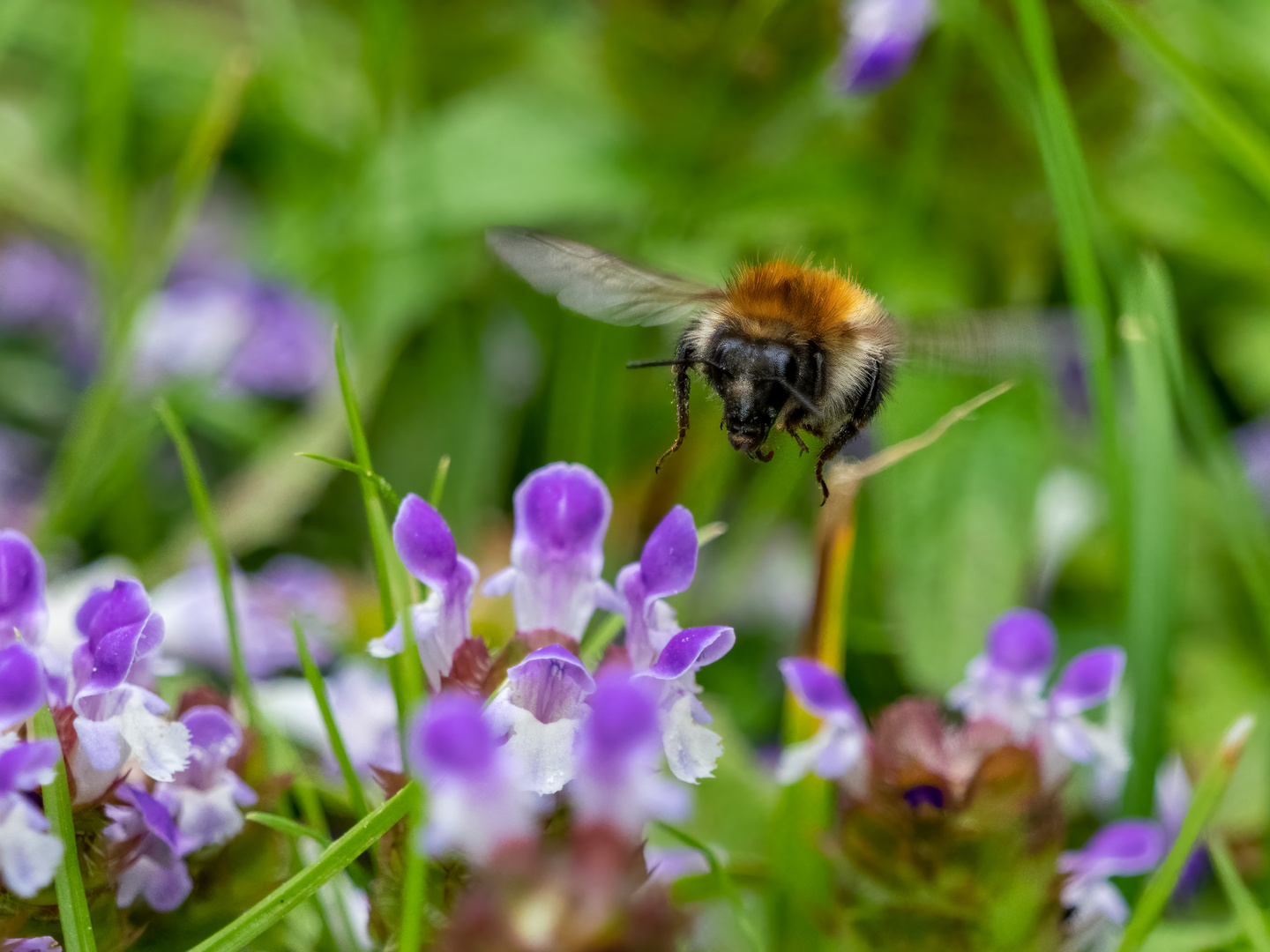 Bumblebee in Flight