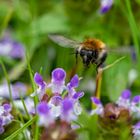 Bumblebee in Flight