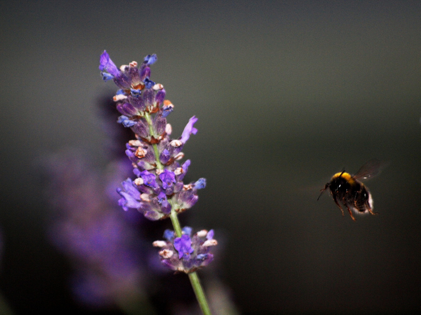 Bumblebee in flight