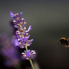 Bumblebee in flight