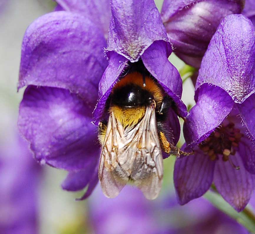 Bumblebee in hotel!