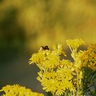 Bumblebee is posing for me :-)