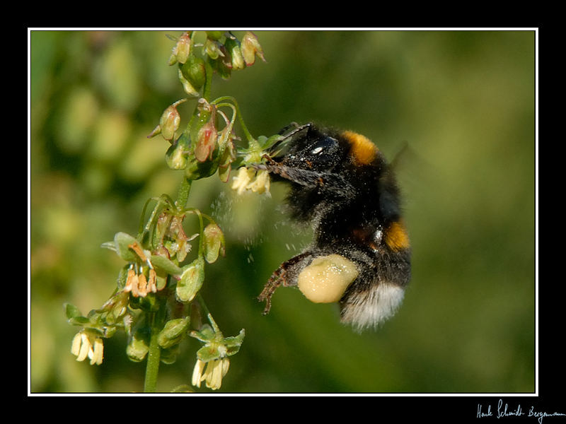 Bumblebee [K]