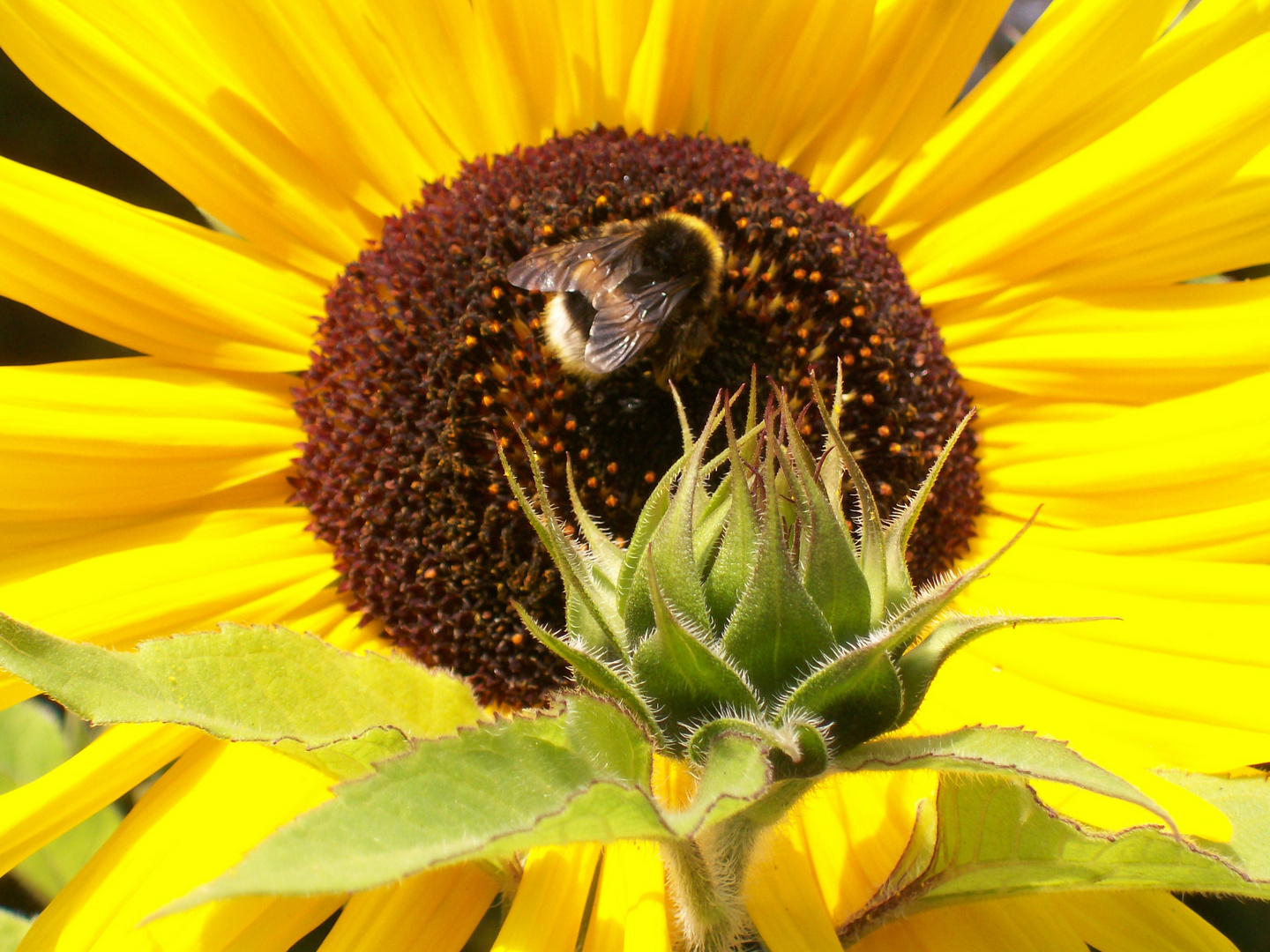 bumblebee meets sunflower
