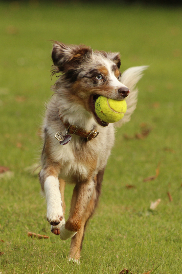 Bumblebee mit Ball