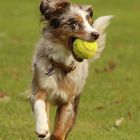 Bumblebee mit Ball