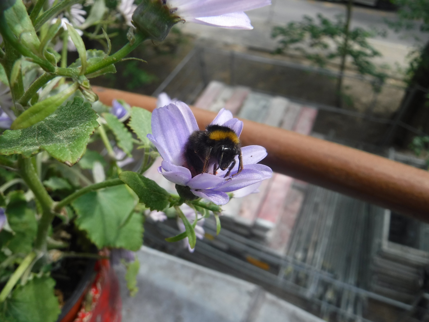 Bumblebee on a bellflower