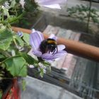 Bumblebee on a bellflower