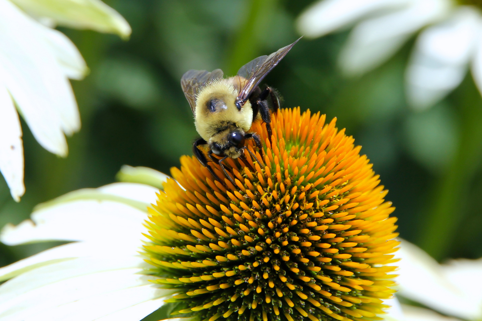 Bumblebee on a Coneflower