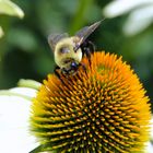 Bumblebee on a Coneflower