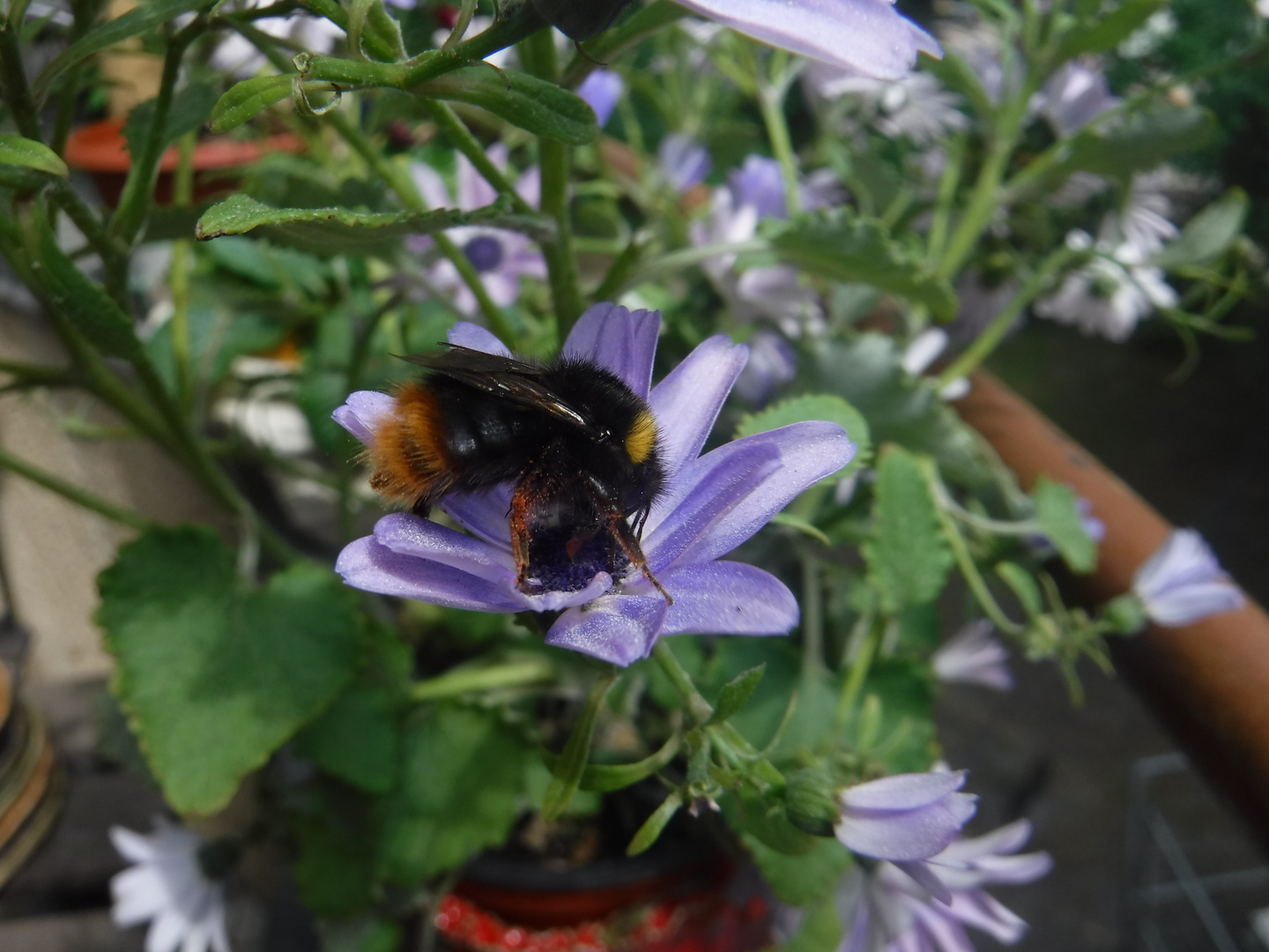 Bumblebee on a purple flower