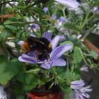 Bumblebee on a purple flower