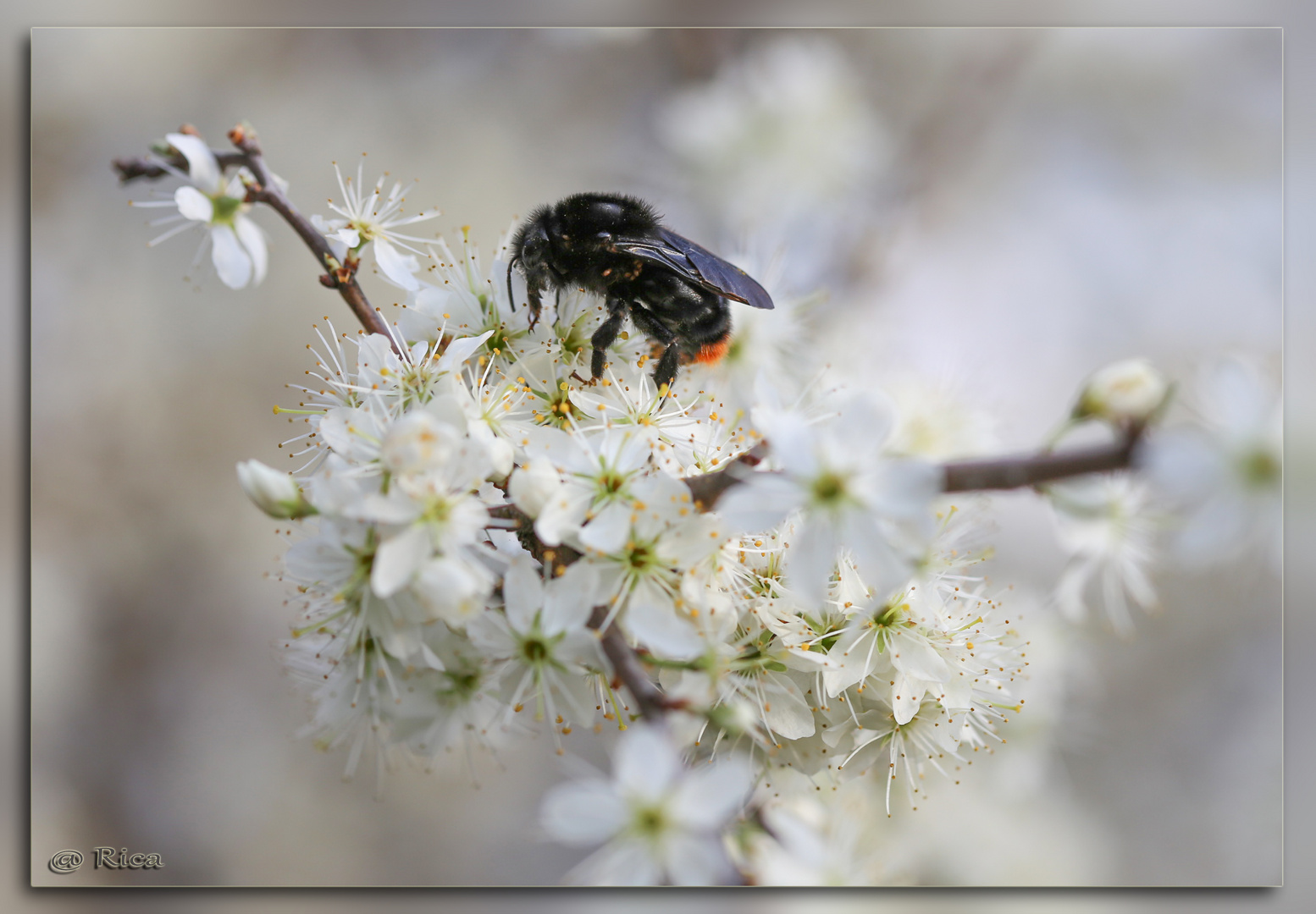 Bumblebee on blossom