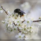 Bumblebee on blossom