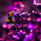 Bumblebee on Lavender