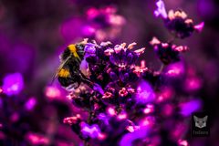 Bumblebee on Lavender