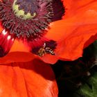  BUMBLEBEE  ON MY POPPY -  (HUMMEL AUF MEIN MOHN)