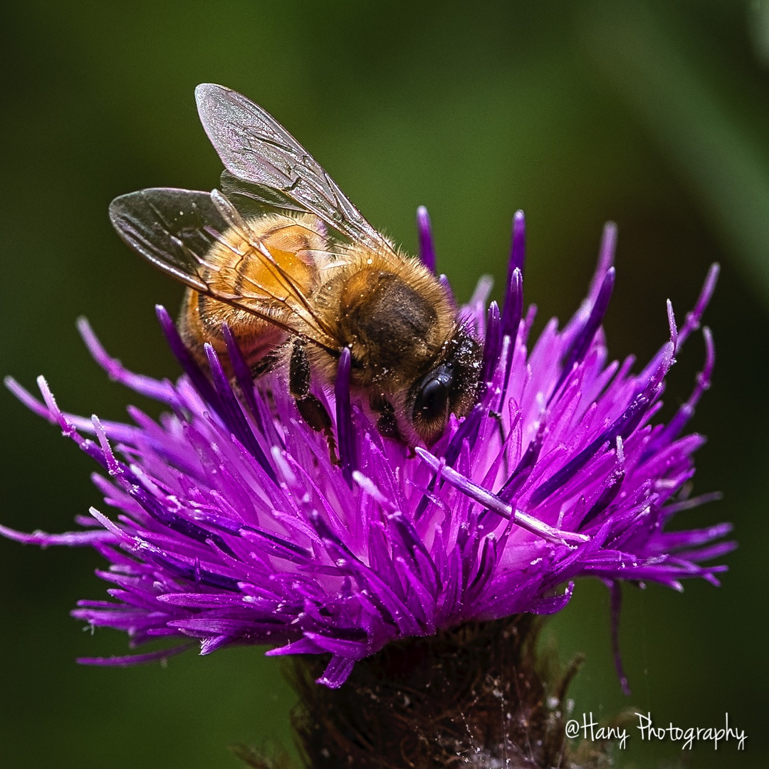 Bumblebee pollinating a flower