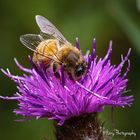 Bumblebee pollinating a flower