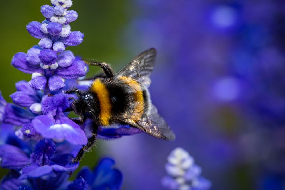 Bumblebee_02 Foto & Bild tiere, wildlife, insekten Bilder auf