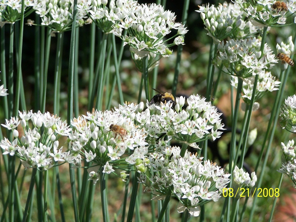 BUMBLEBEE/HONEY BEE on the GARLIC CHIVE HERB PLANT