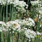 BUMBLEBEE/HONEY BEE on the GARLIC CHIVE HERB PLANT