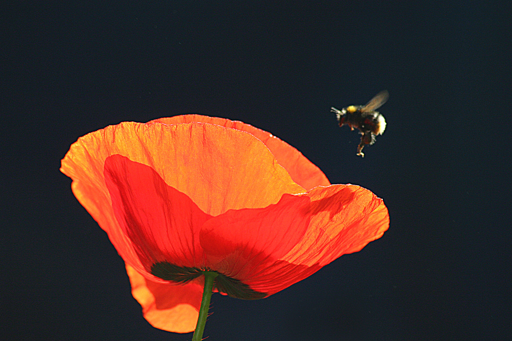 Bumblebee's Breakfast 2