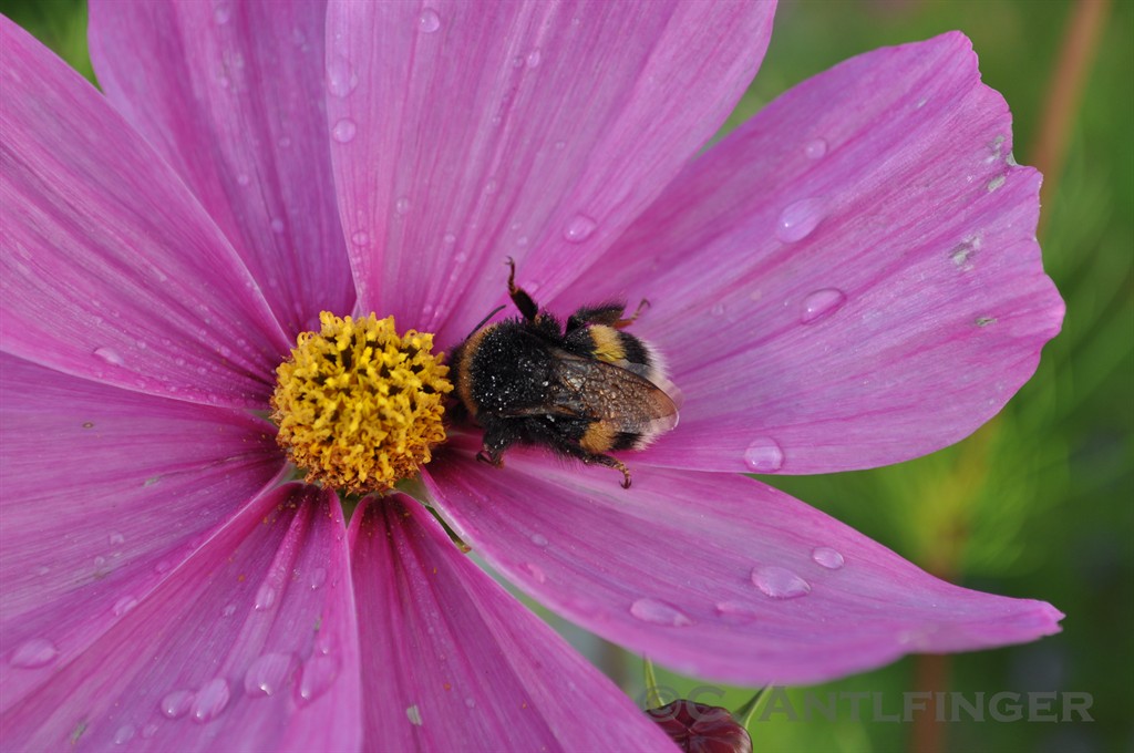 bumblebee's cosmos