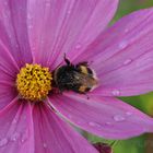 bumblebee's cosmos