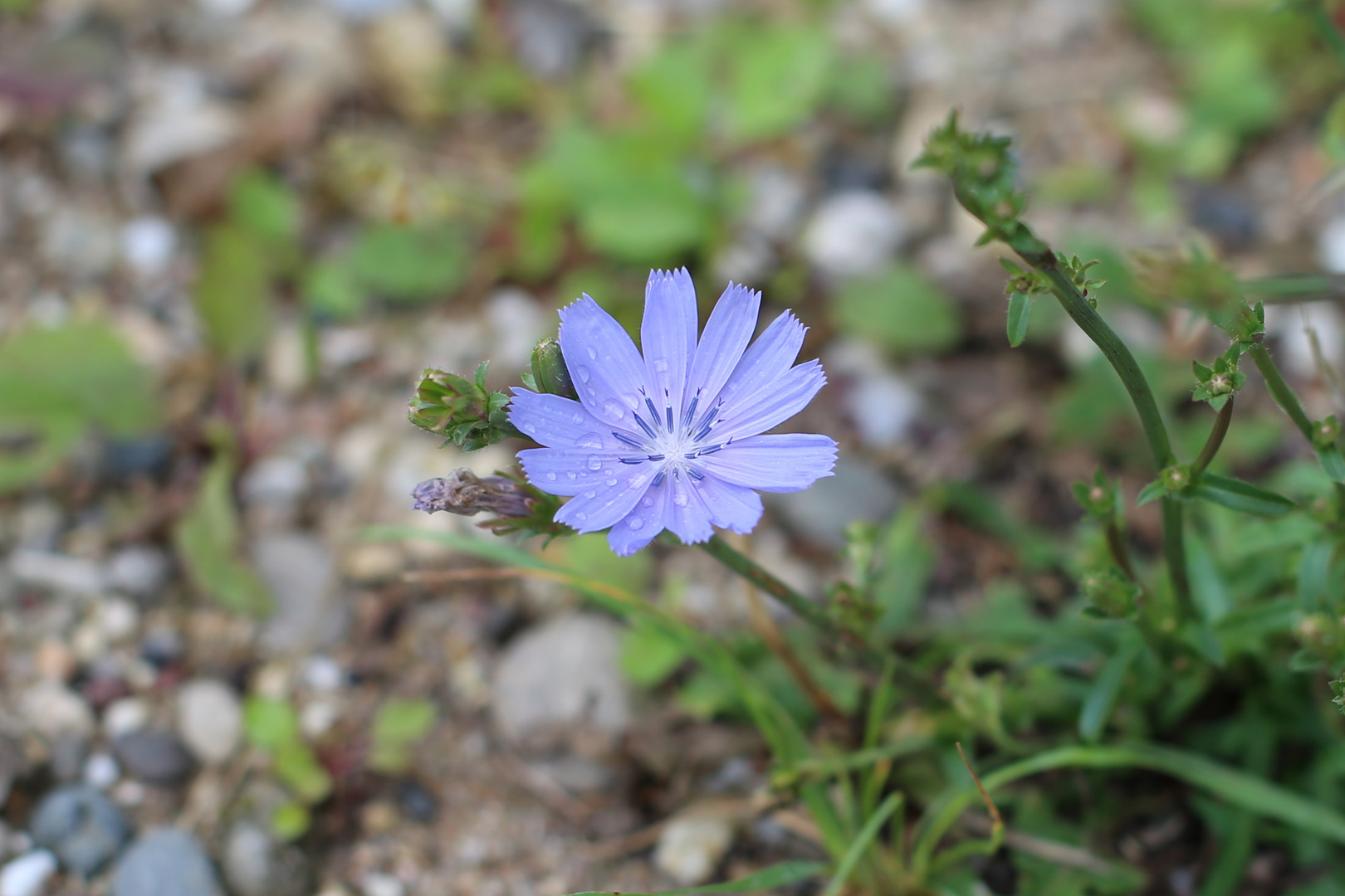 Bume mit Wassertropfen