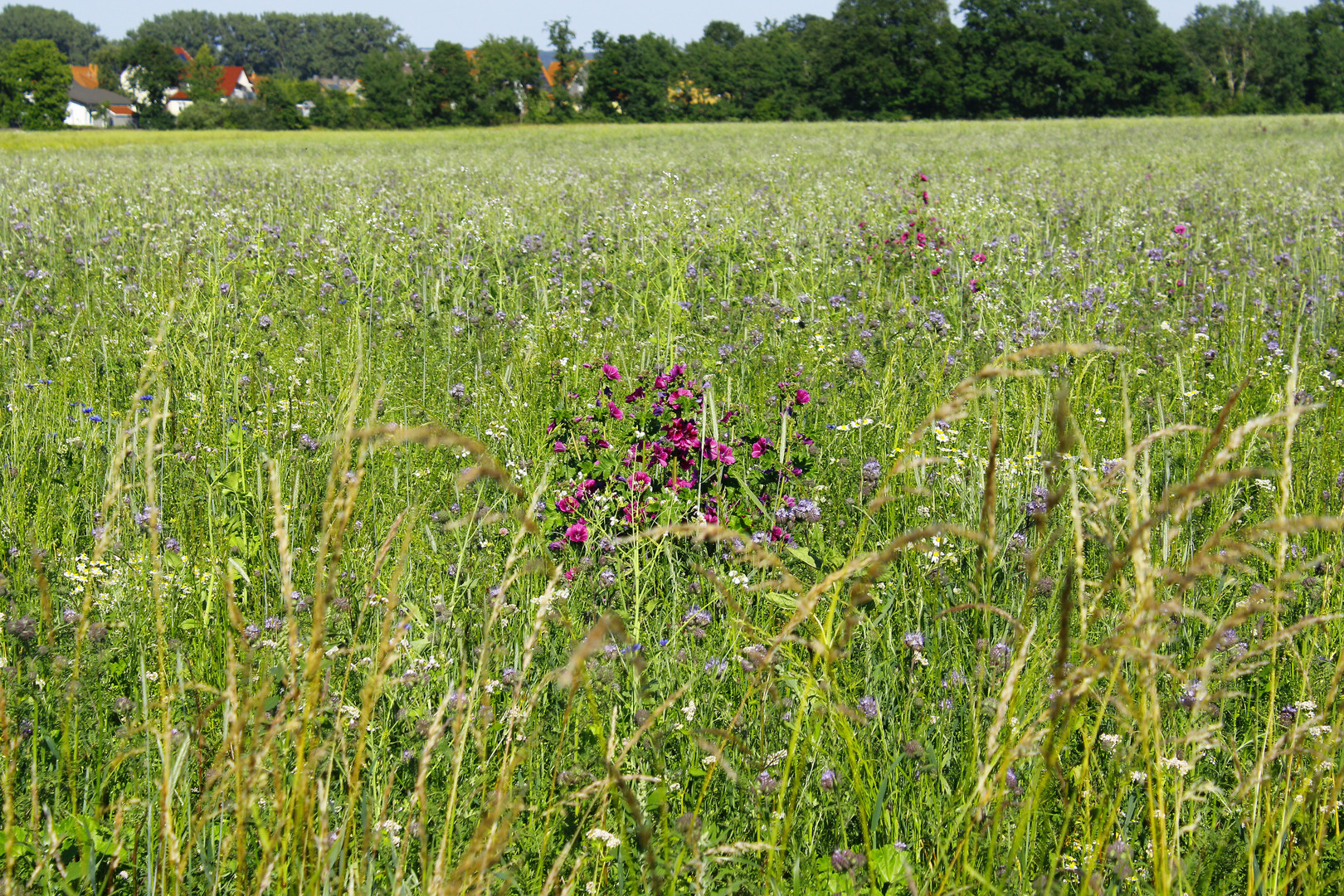 Bumen im Feld