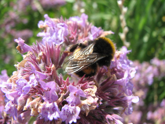 Bummble Bee On Flower