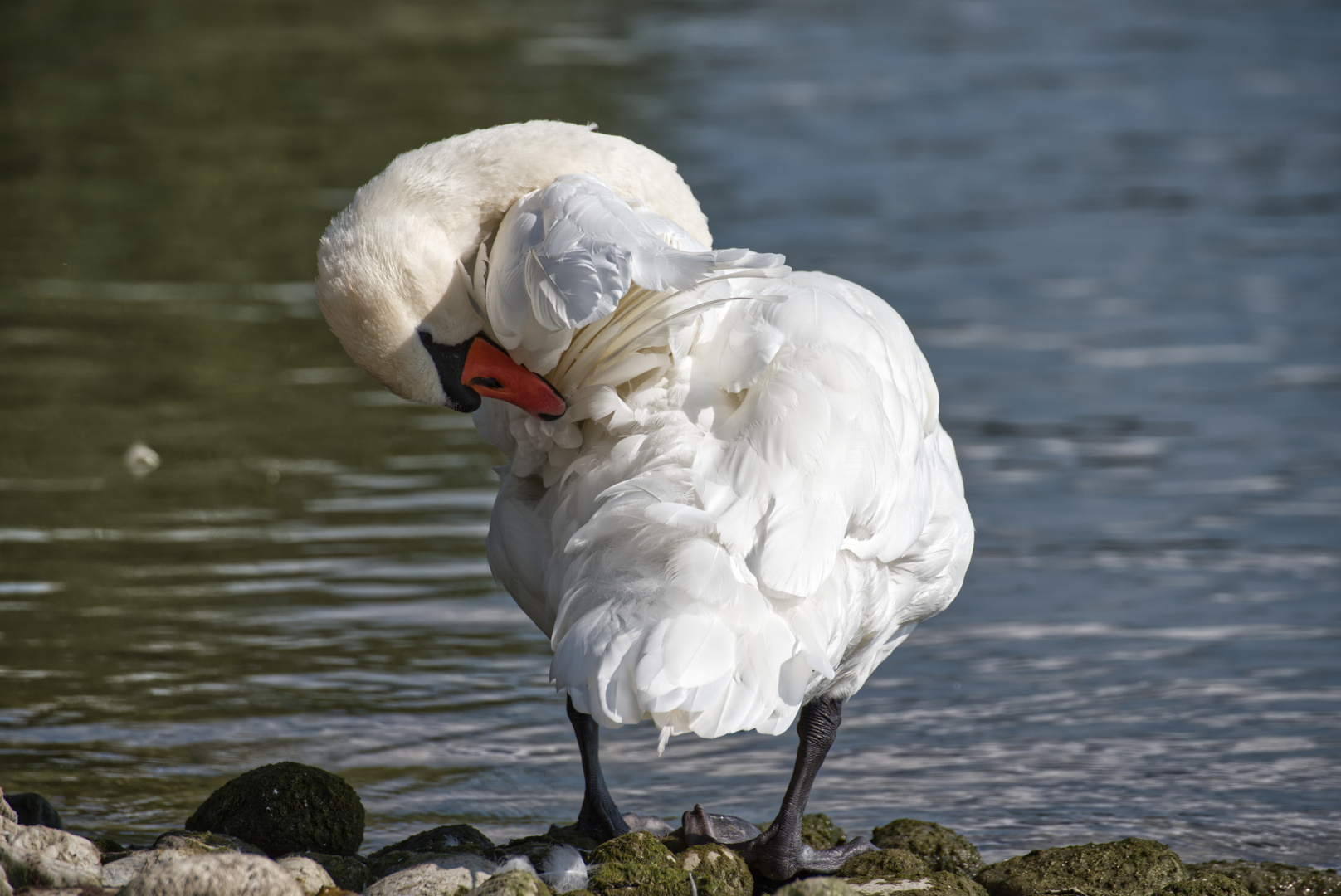 Bummel am Bodensee