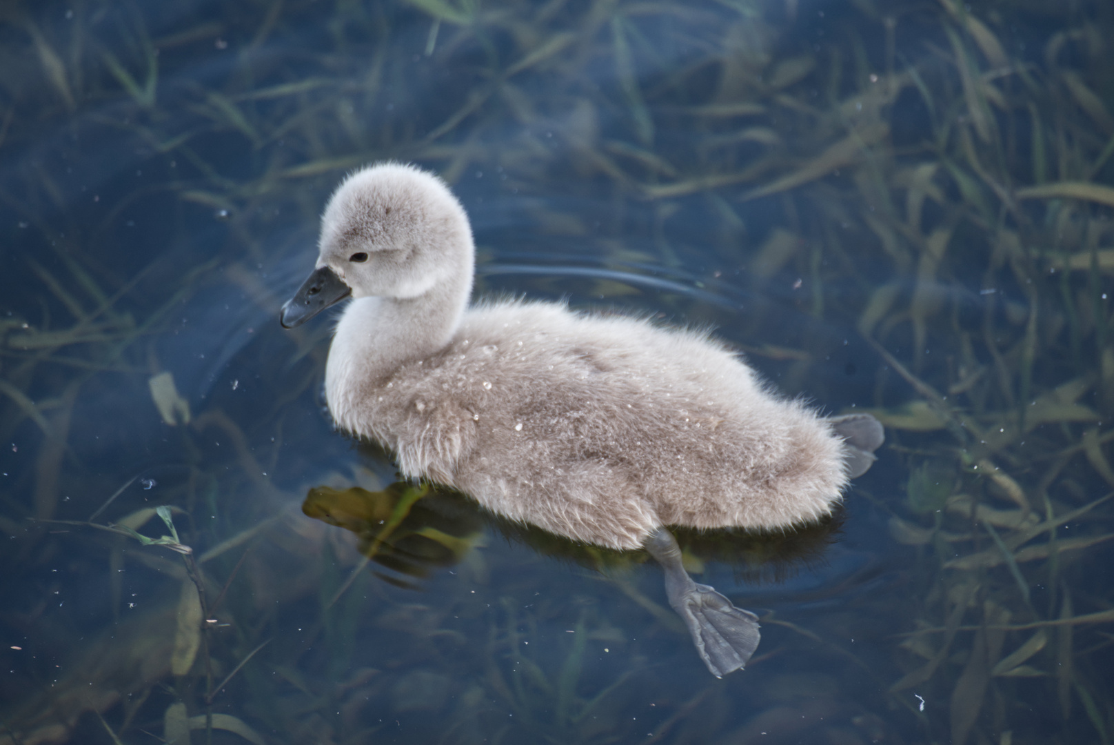 Bummel am Bodensee