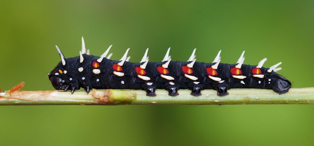 Bunaea Alcinoe Raupe Foto & Bild fotos, makro, natur Bilder auf