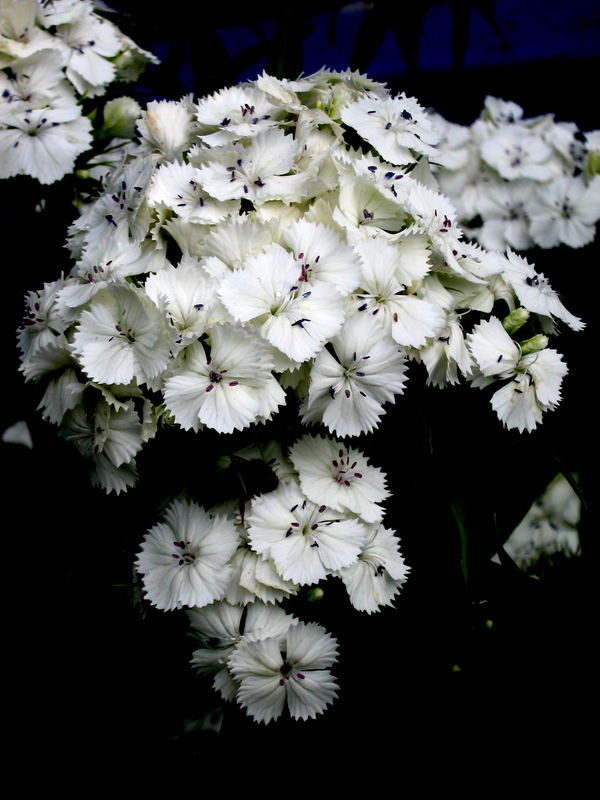 Bunch of Flowers