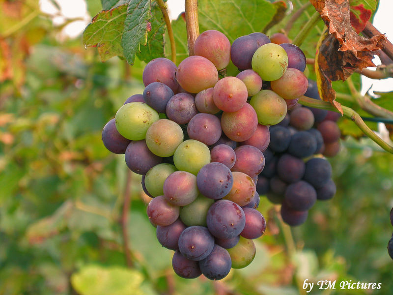 Bunch of grapes