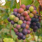 Bunch of grapes