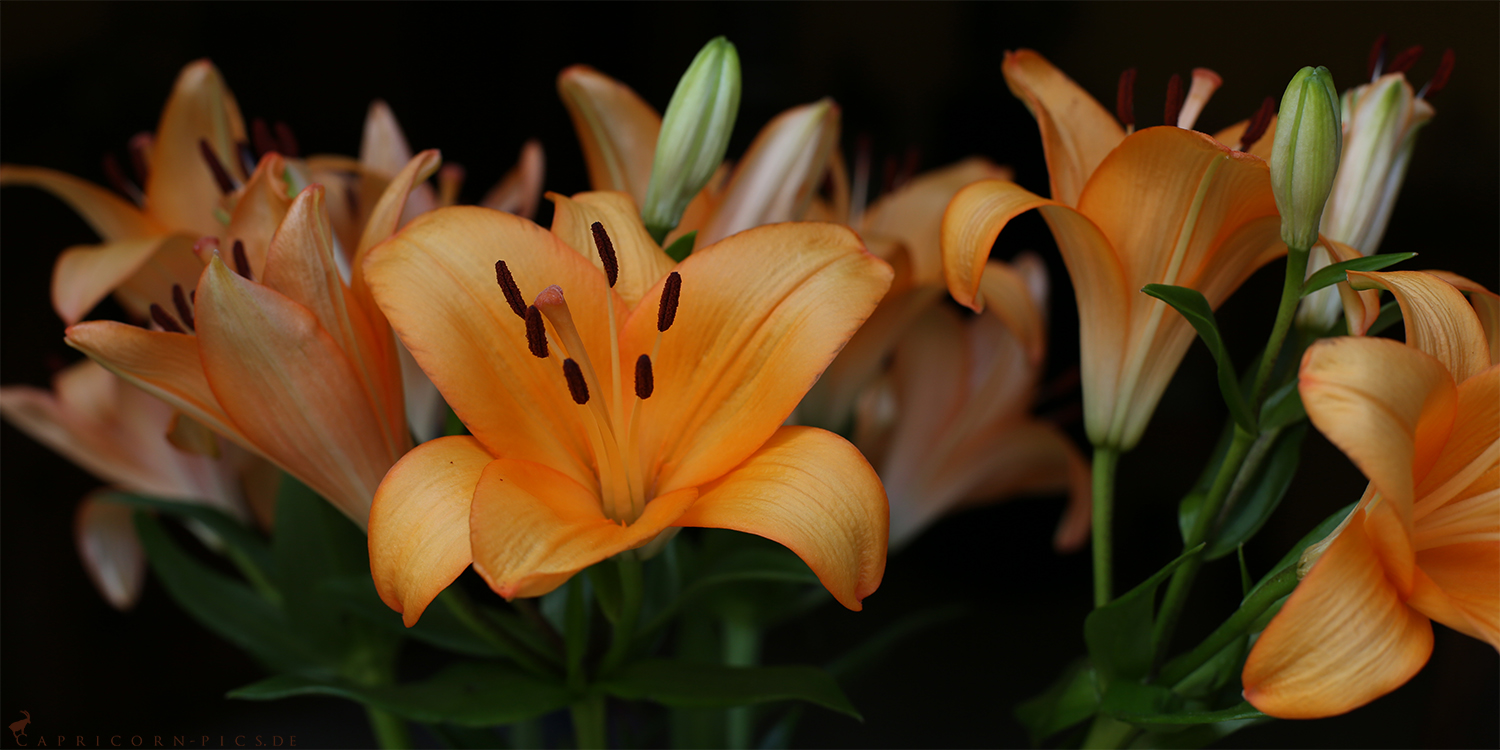 Bunch of lilies