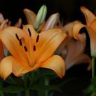 Bunch of lilies