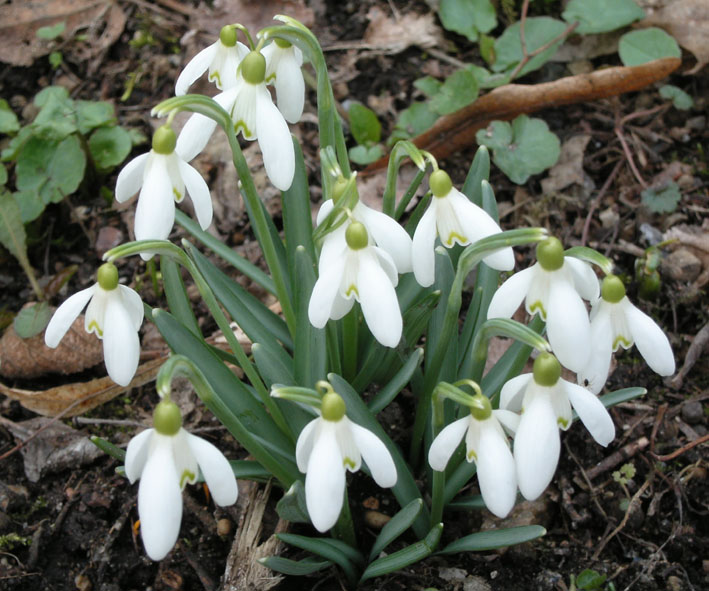 bunch of snowdrops