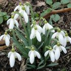 bunch of snowdrops