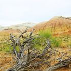 Bunde Berge Kasachstan Landschaft Nationalpark Altyn Emel verdörter Ast bunte Berge Gräser