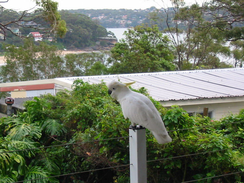 Bundeena Cockatoo