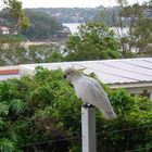 Bundeena Cockatoo