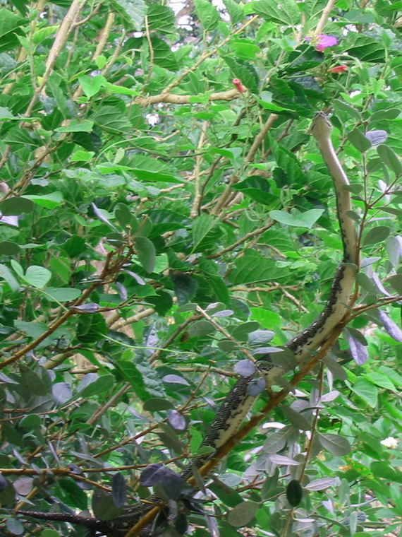 Bundeena Diamond Python