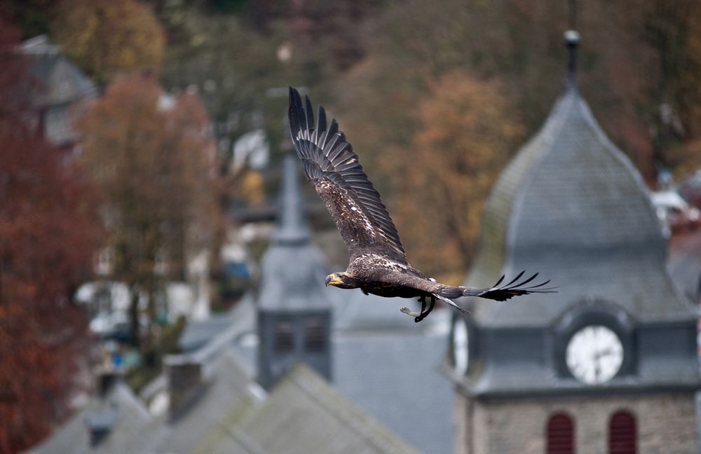 Bundesadler