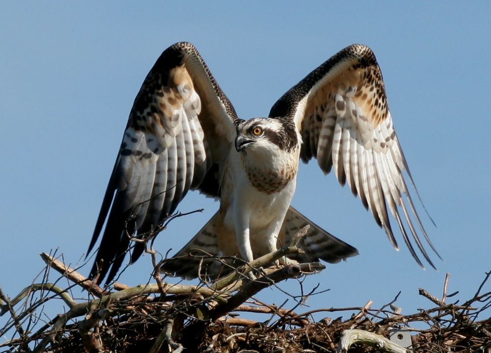 Bundesadler