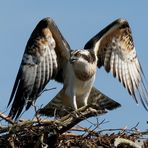 Bundesadler